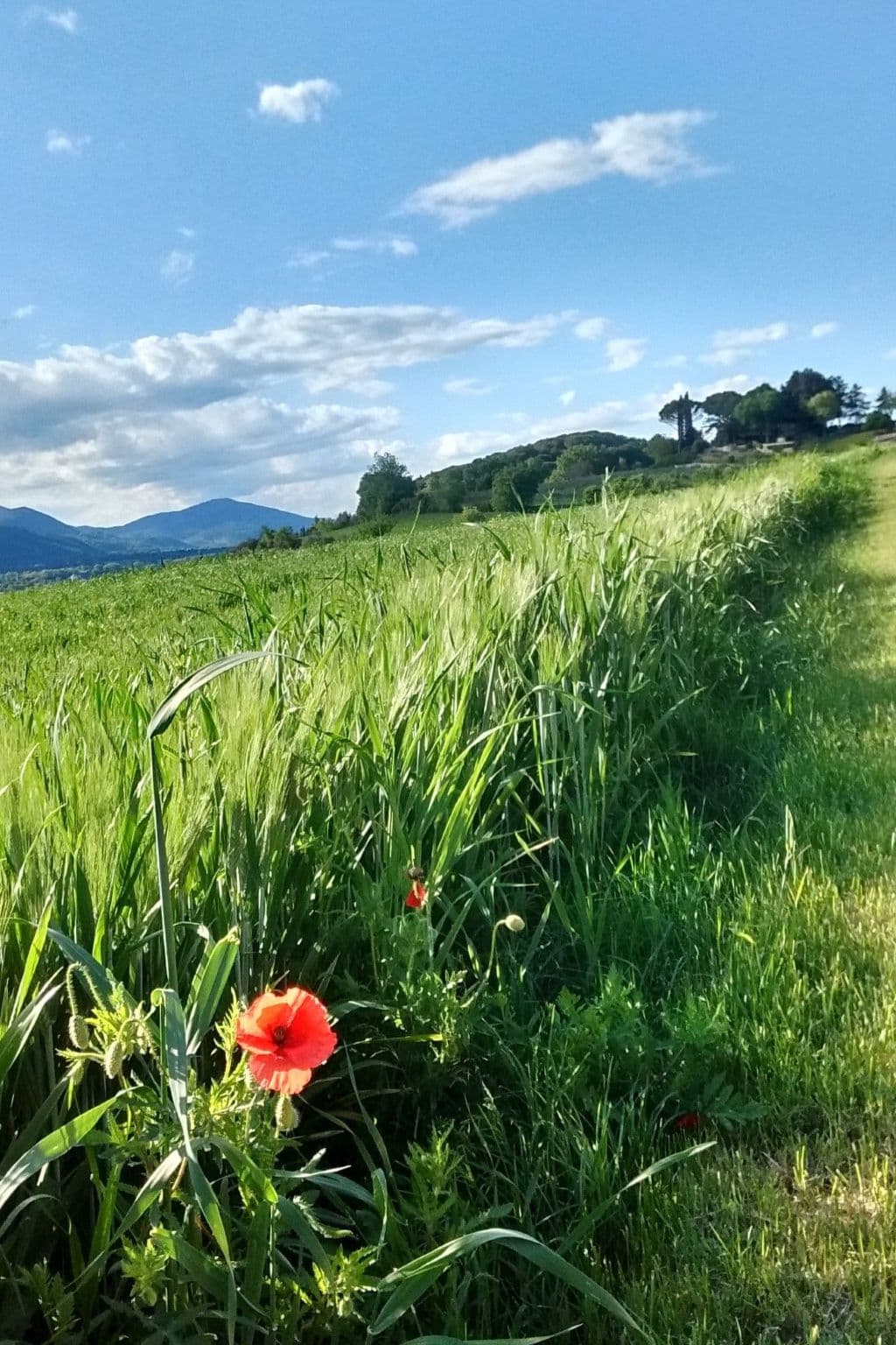 Gallery Image 21