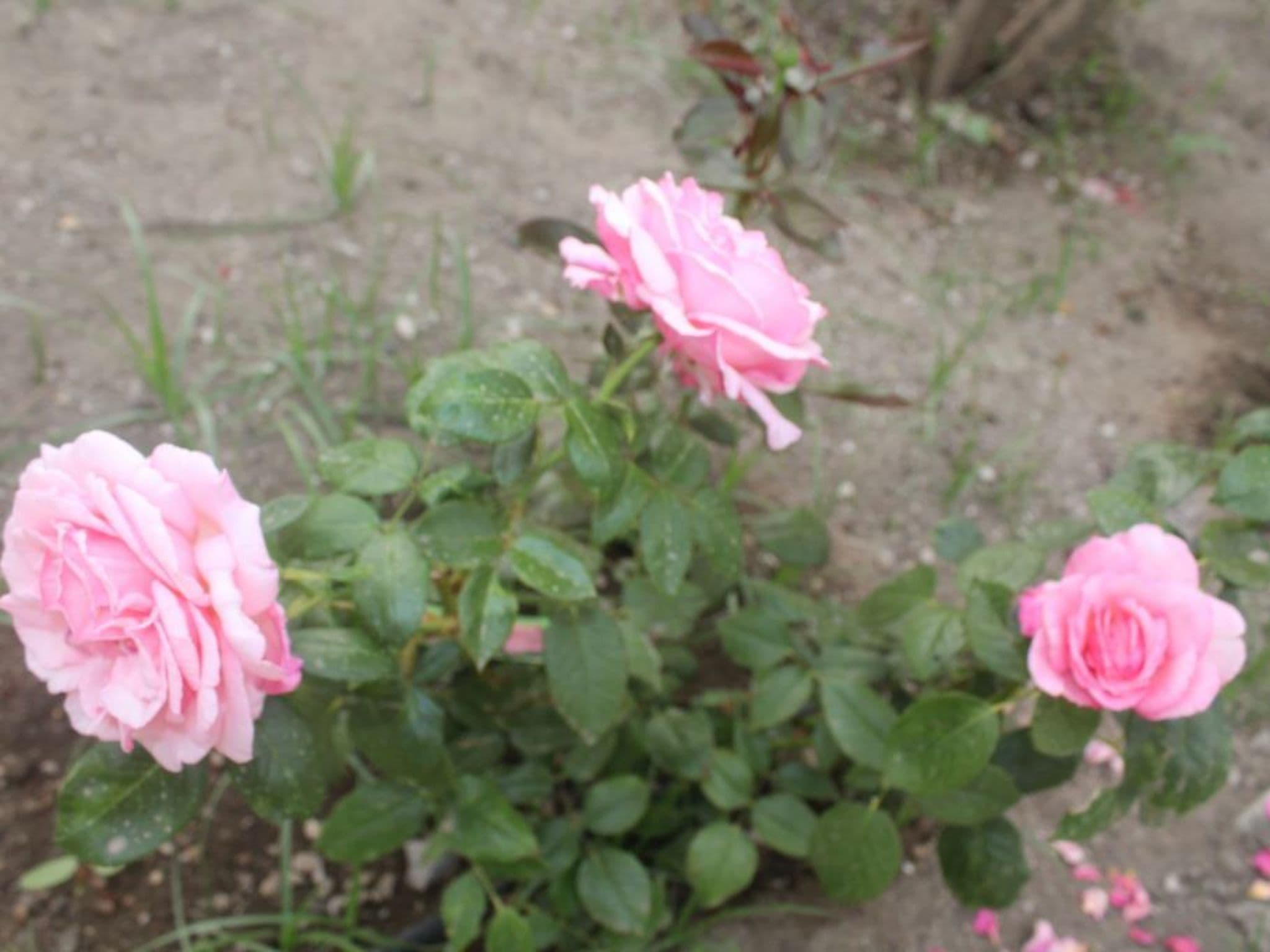Gallery Image 30