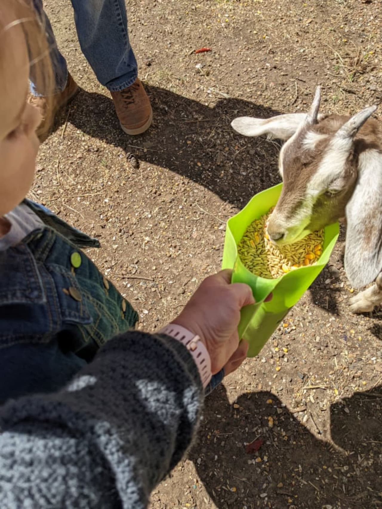Petting Zoo