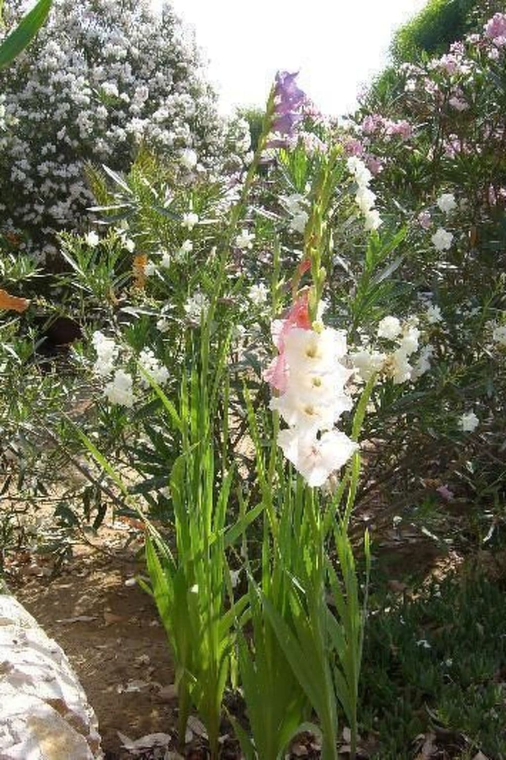Gallery Image 28