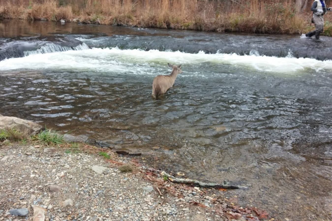 Mountain Fork River