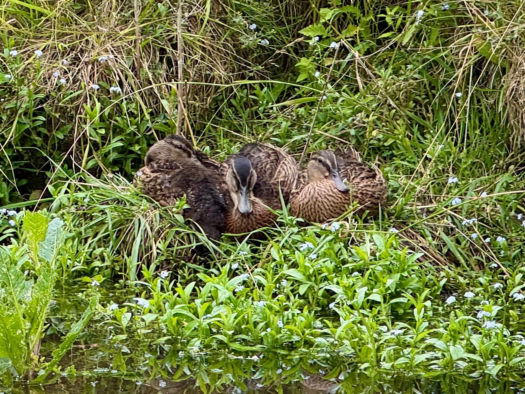 Accès direct aux marais de l'Audomarois