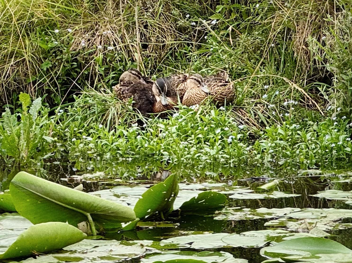 Découvrez la biodiversité des marais de l’audomarois au départ même de cette location de vacances.