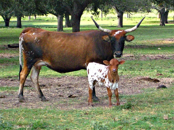 Animals are nearby to see!