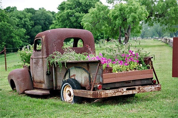 Old truck with gorgeous plants in the bed.