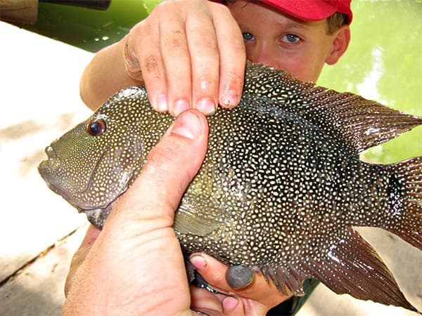 Beautiful fish to catch