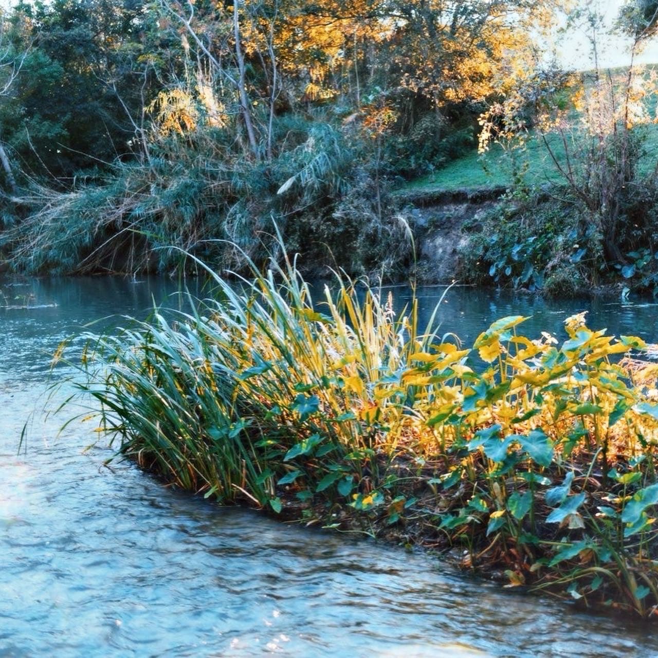 Beautiful scenery on the creek!