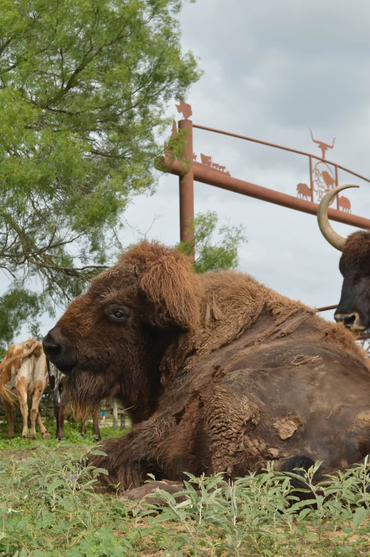 Son's Rio Cibolo Was Once A Working Ranch with Wildlife Still Present