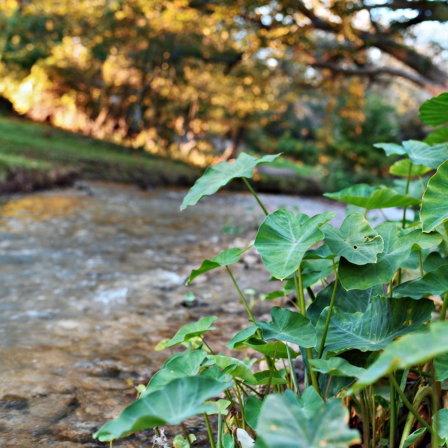 Enjoy the view of the elephant ear bulb plants!
