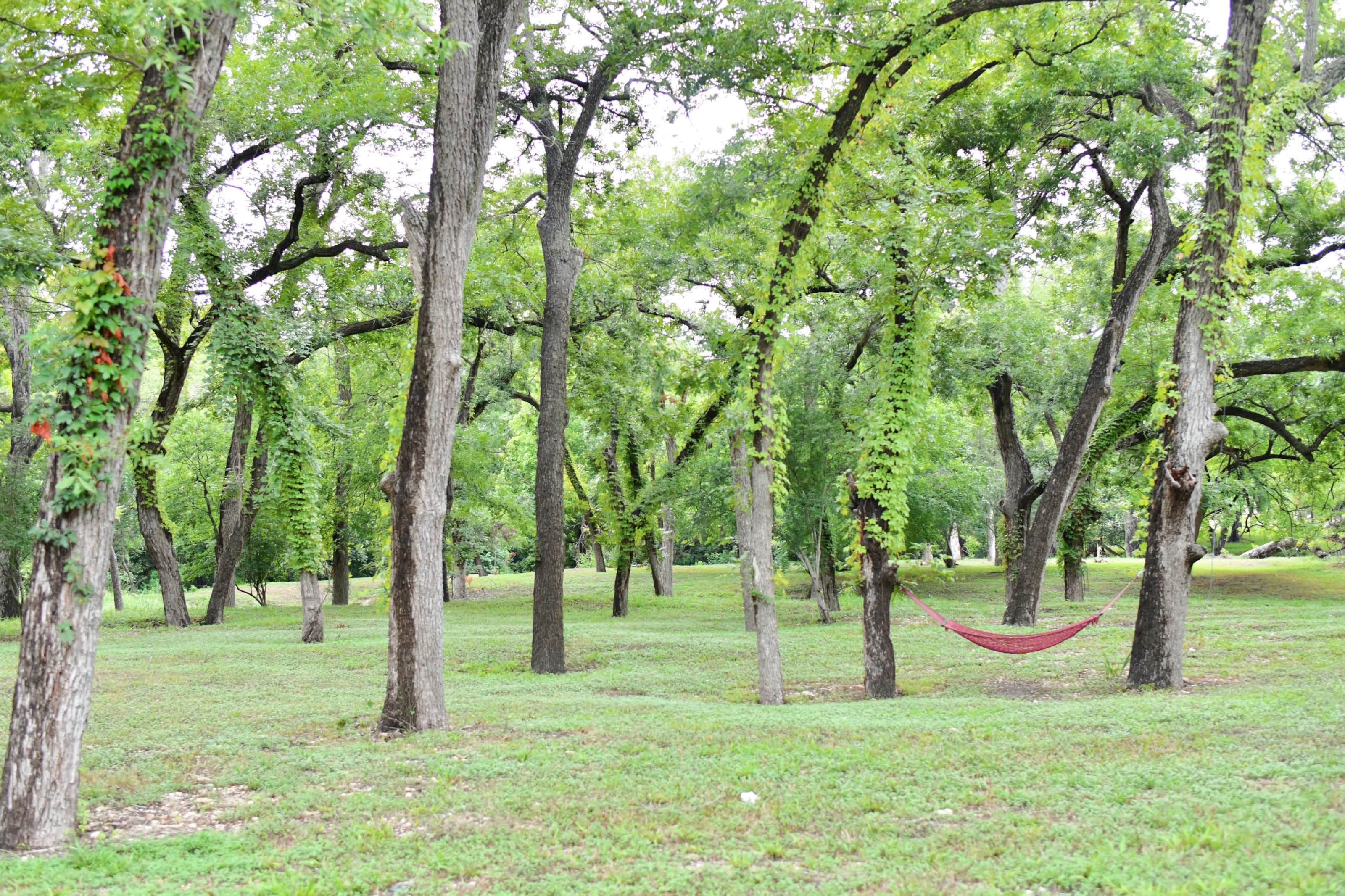 The pecan studded creek bottom