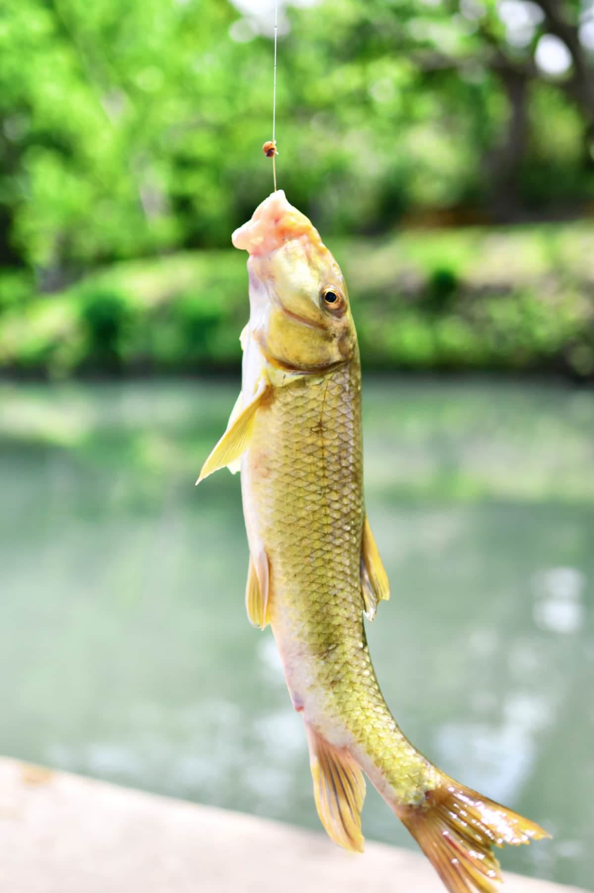 Catfish, bass, perch, gar, carp