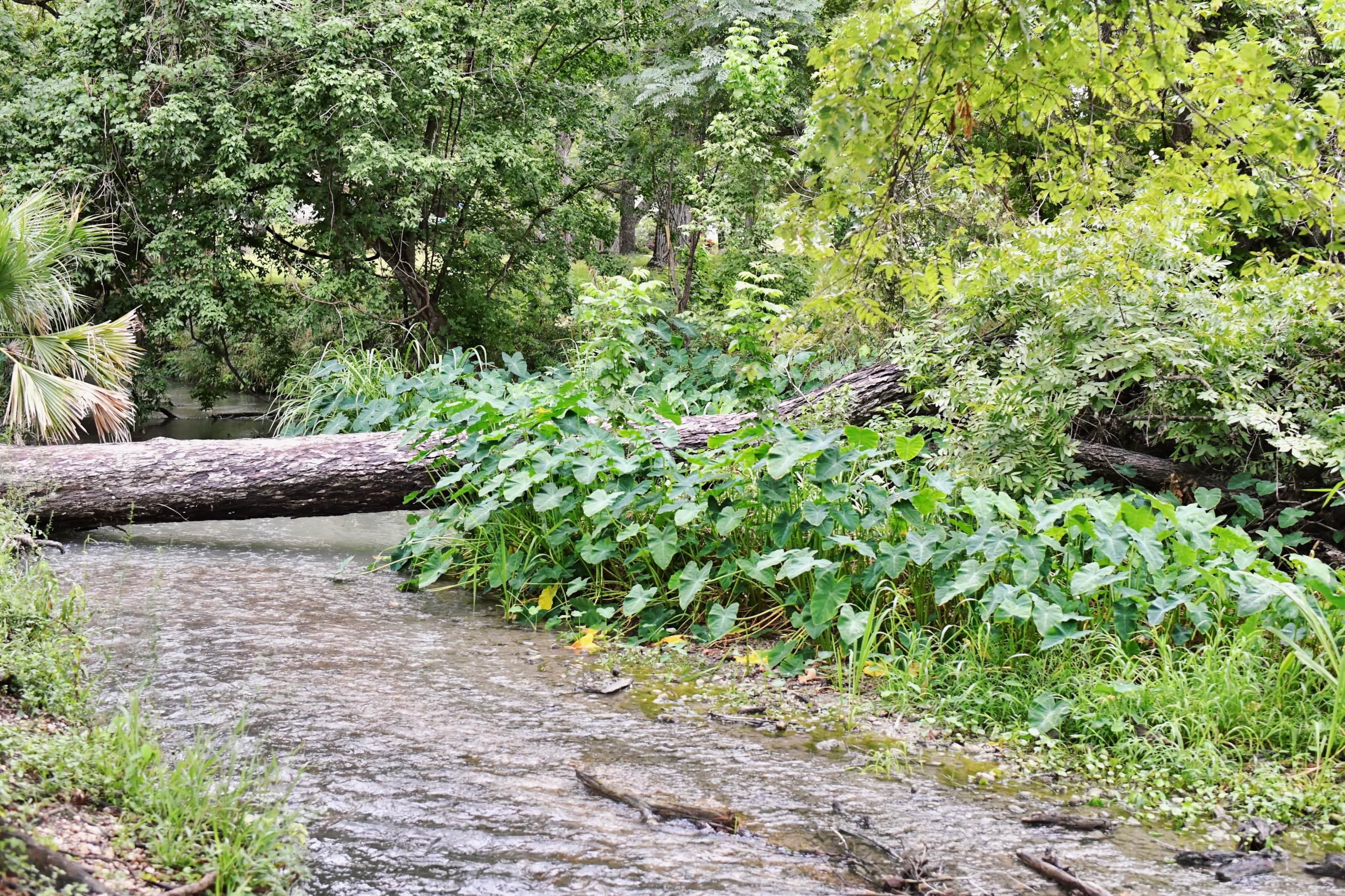 Giant elephant ears line the banks of our gorgeous creek