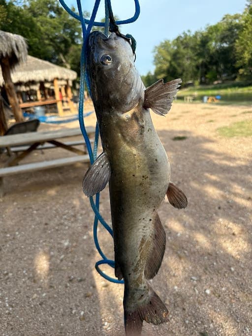 There is catfish, bass, perch, gar and more in the San Marcos River!
