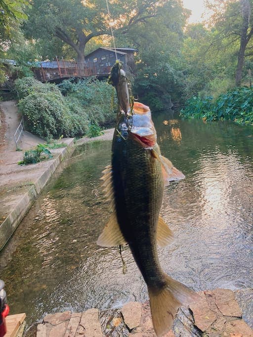 There are bass, catfish, perch, tilapia and more!