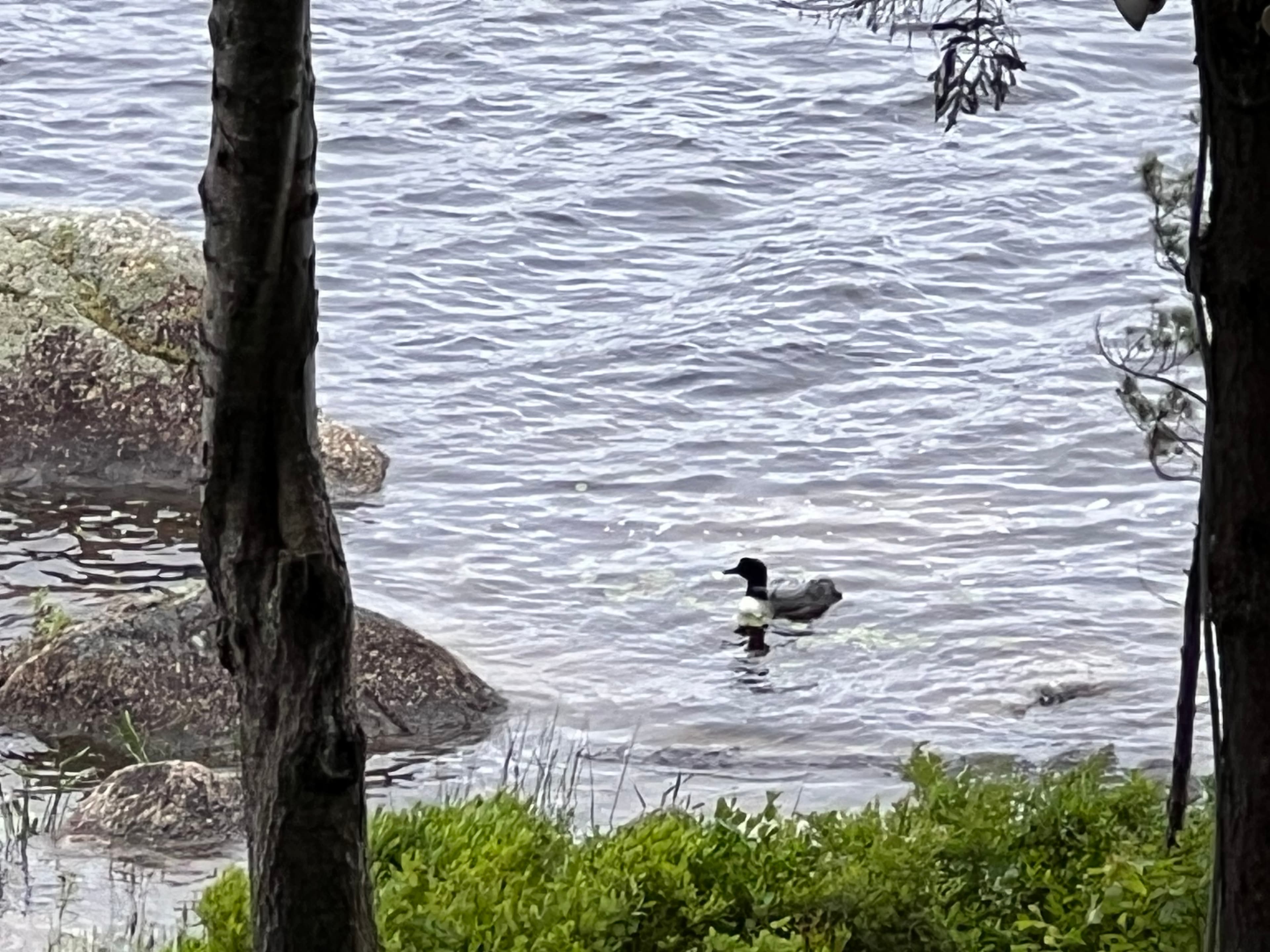 Morning Loons