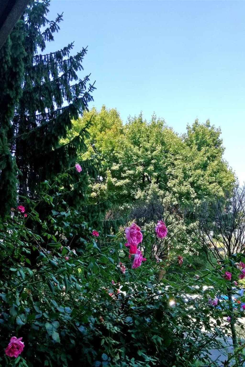 Gallery Image 20