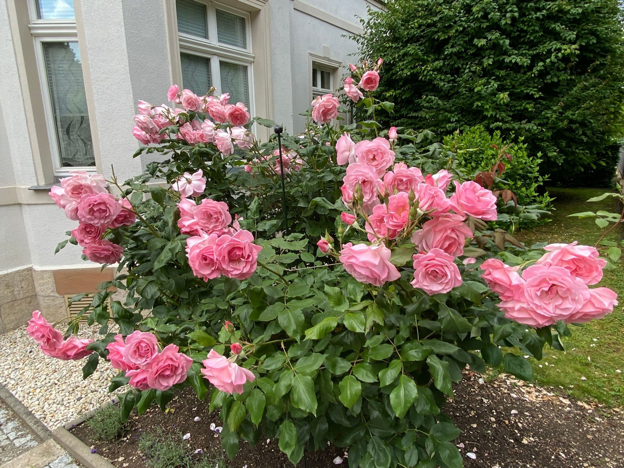 Gallery Image 13