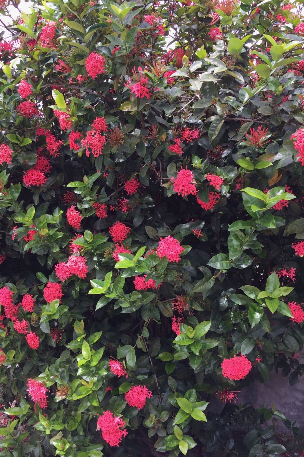 Gallery Image 21