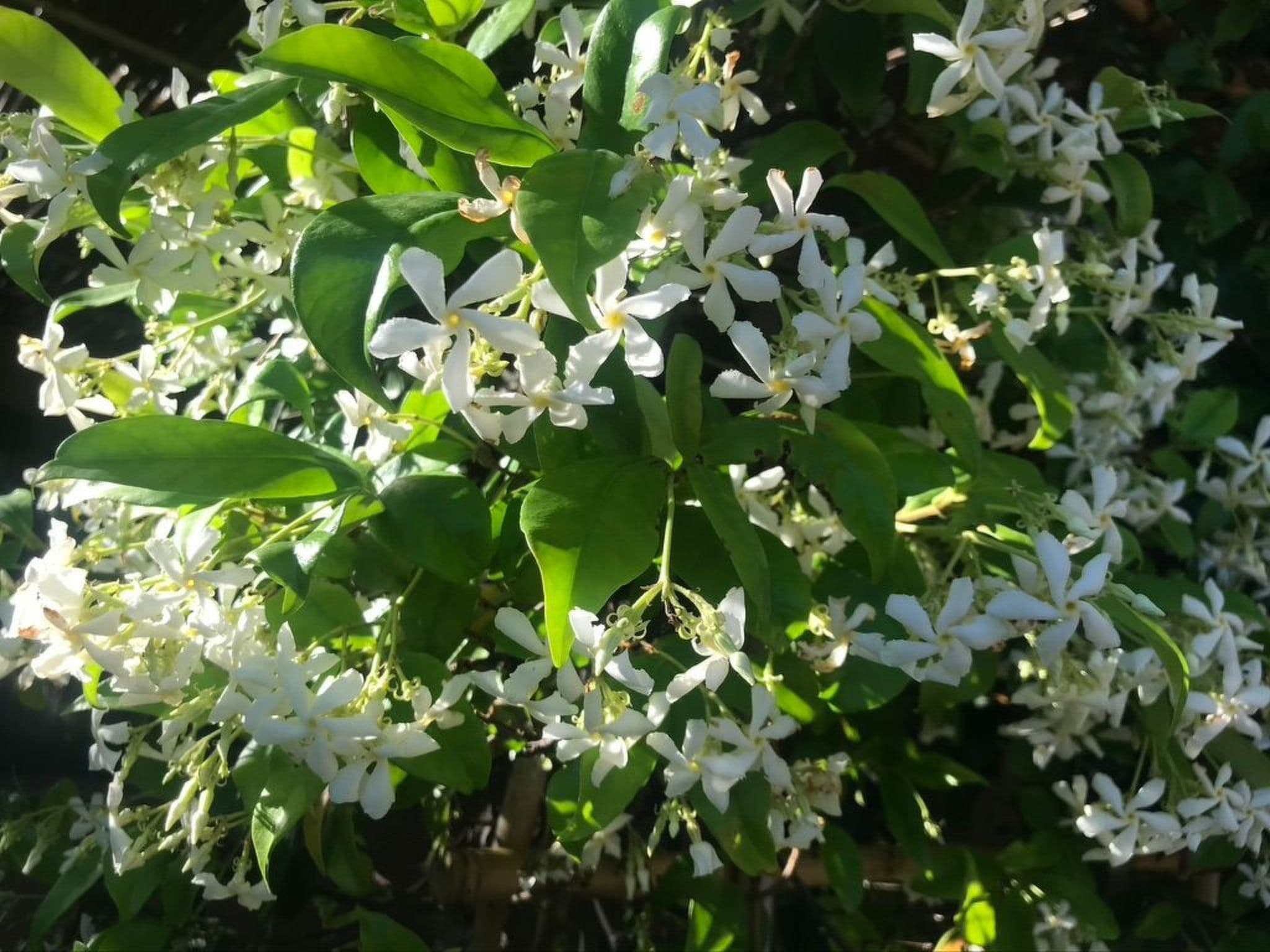 Gallery Image 12