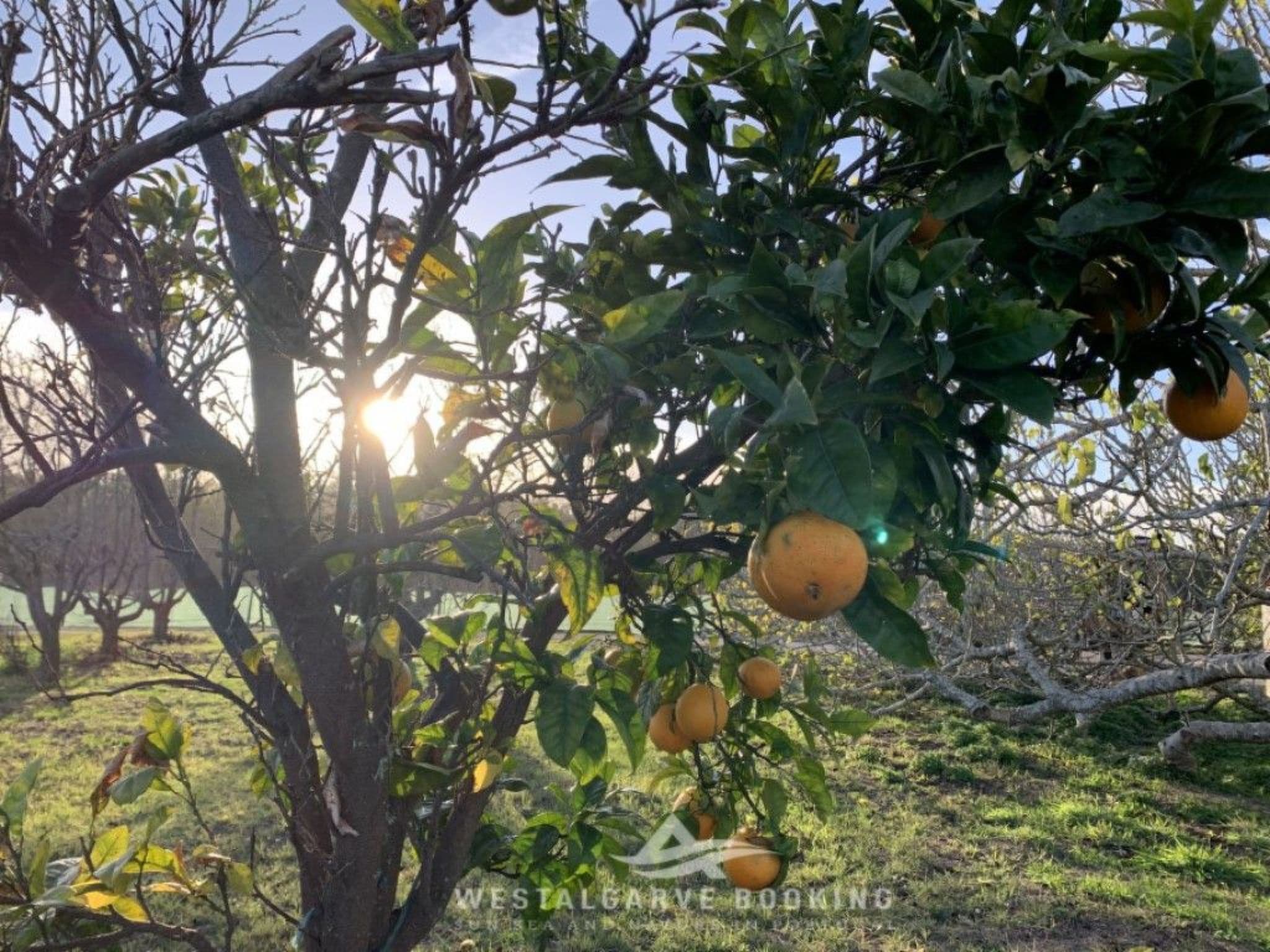 Gallery Image 25