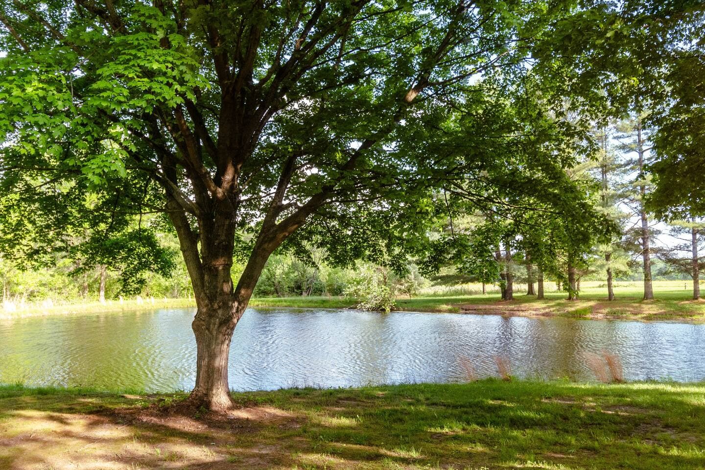 Pond