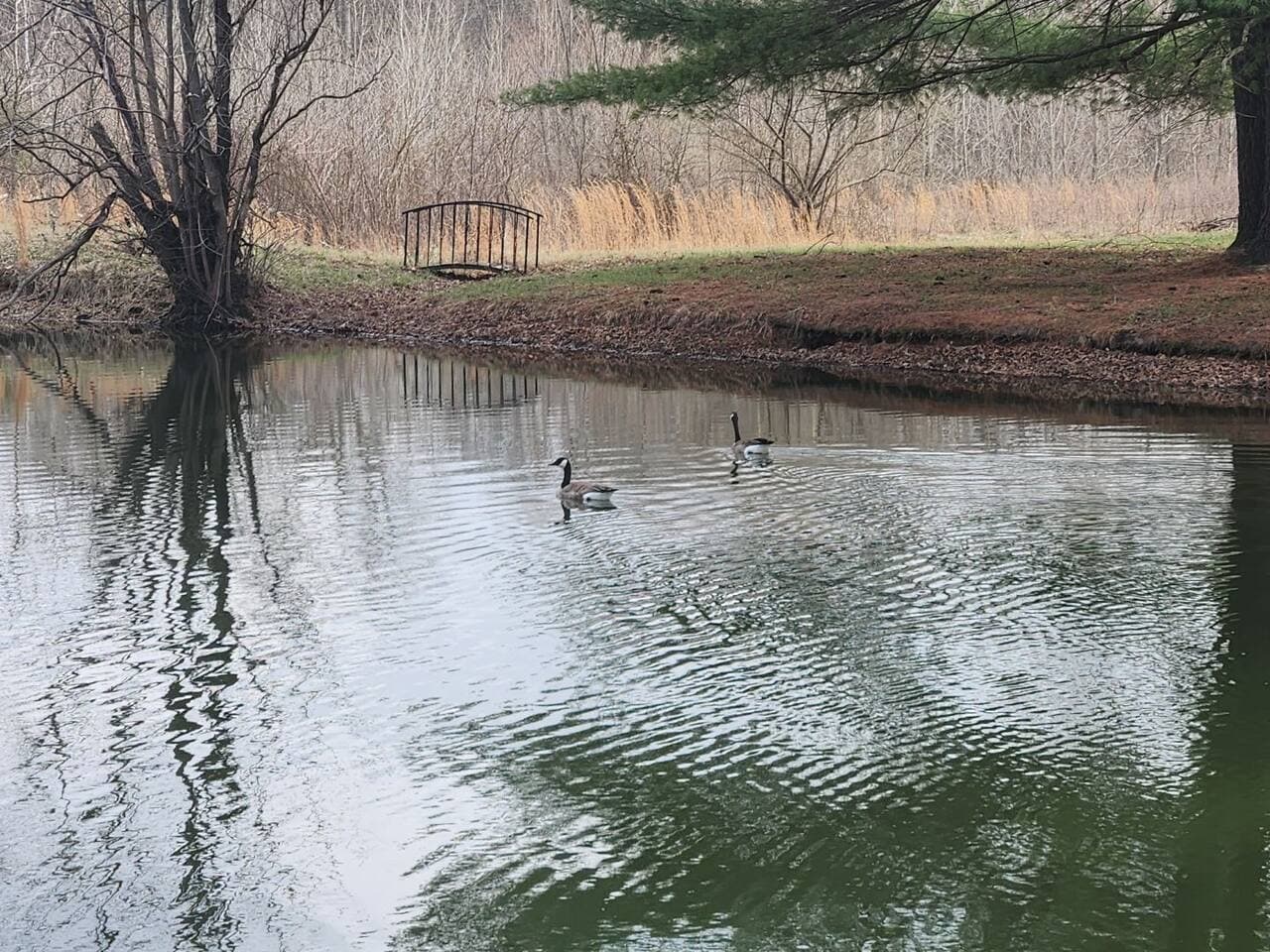 Pond