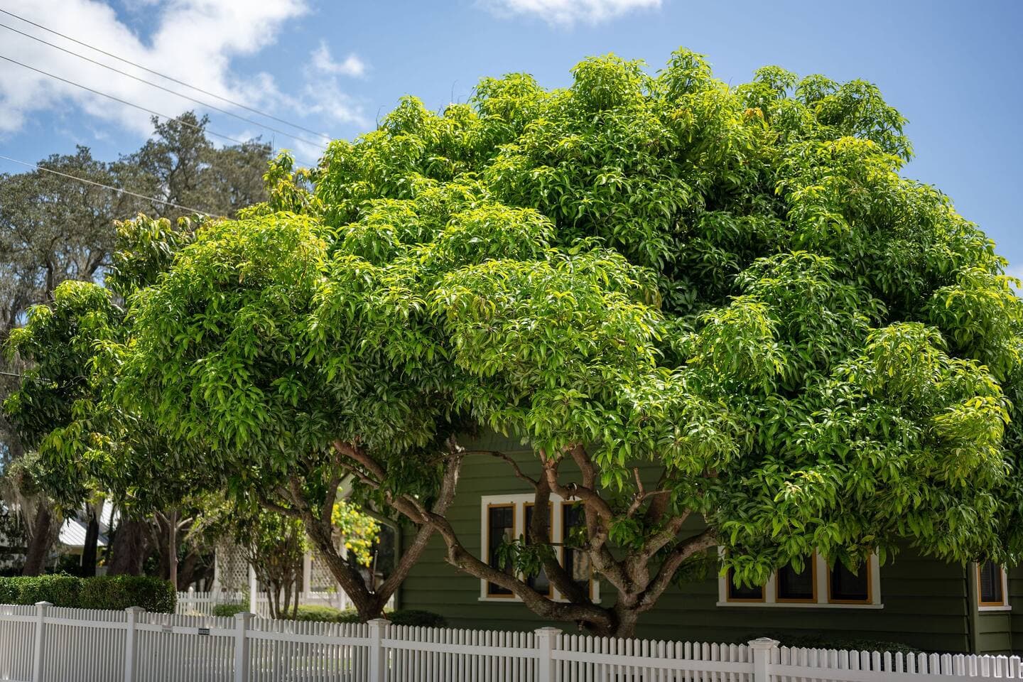 Mango Trees