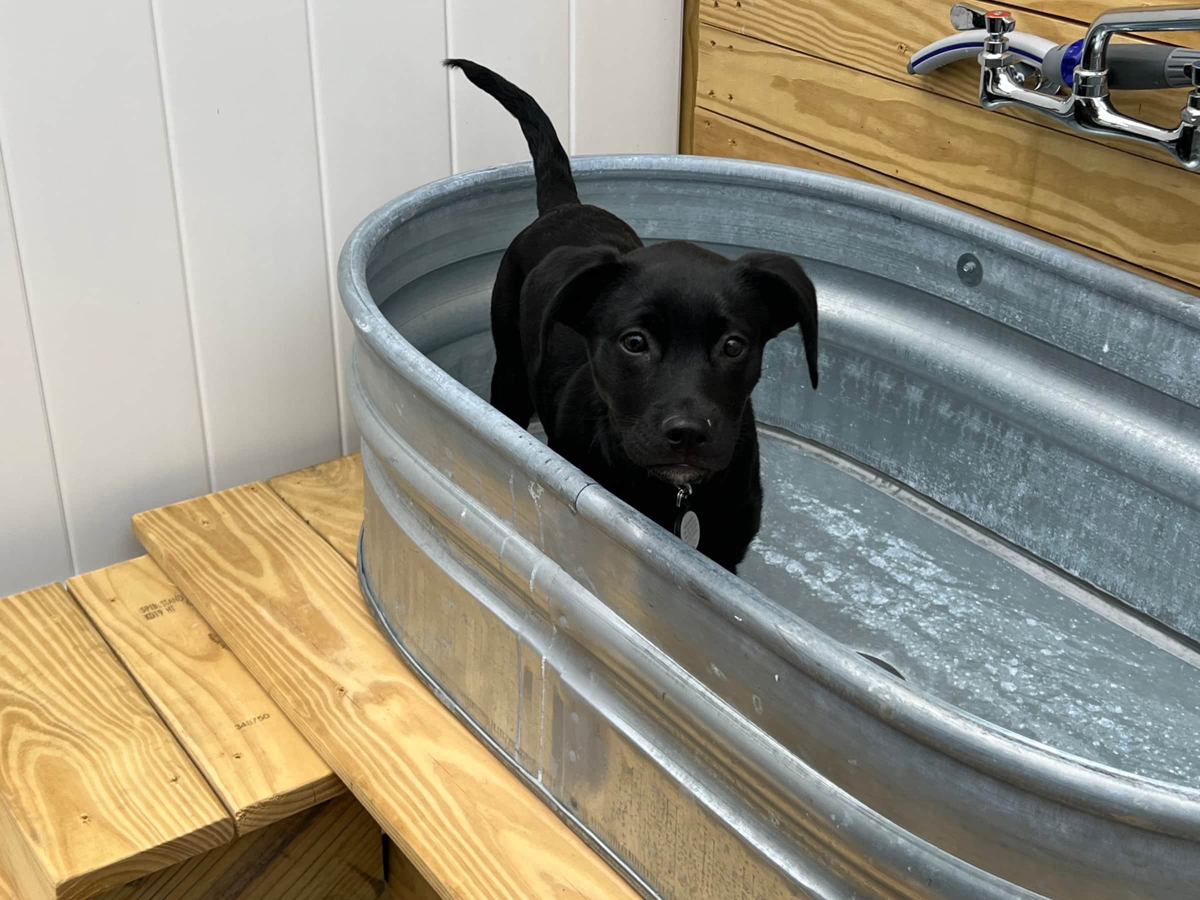Meet Sadie!