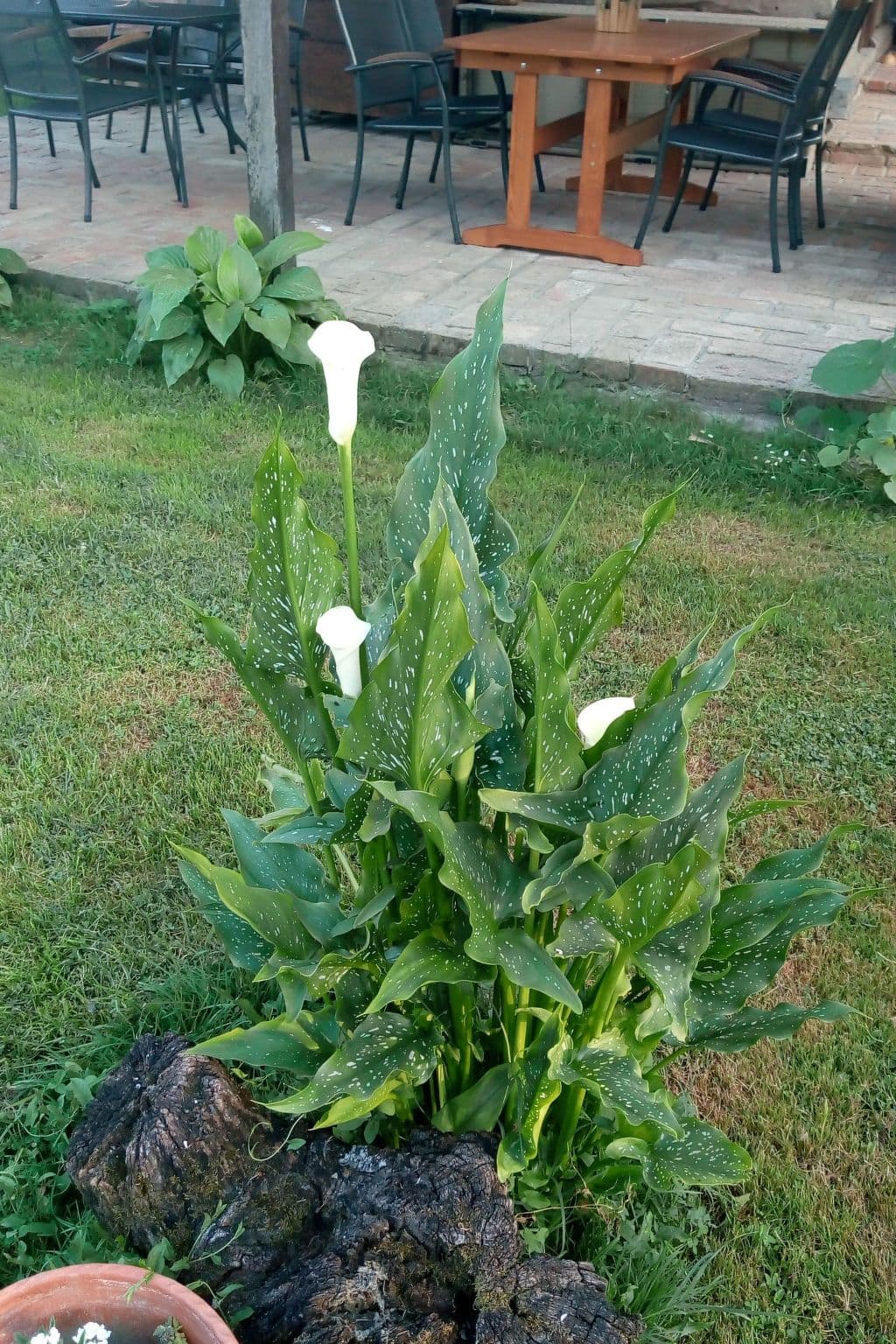 Terrace