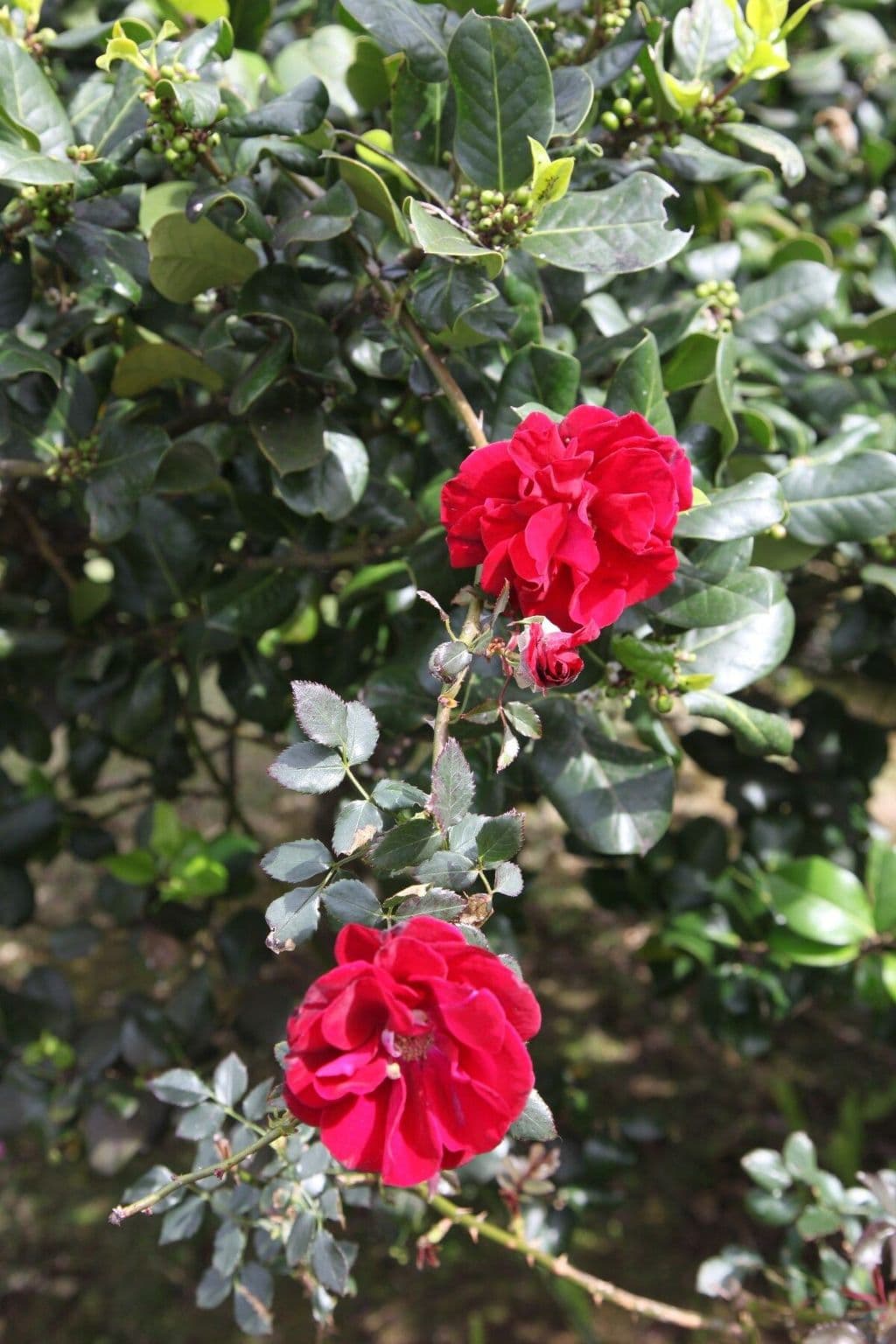 Gallery Image 12