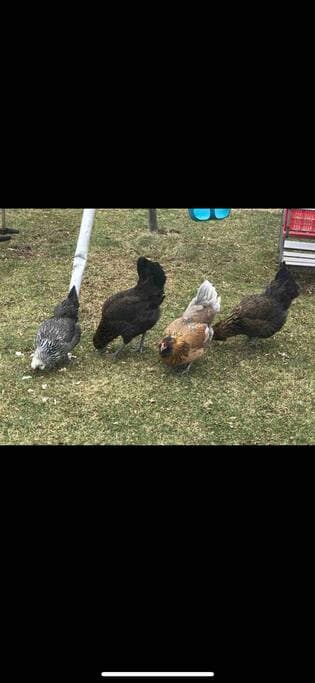 Free Range Chickens
