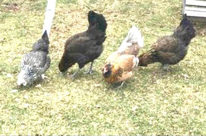 Free range chickens