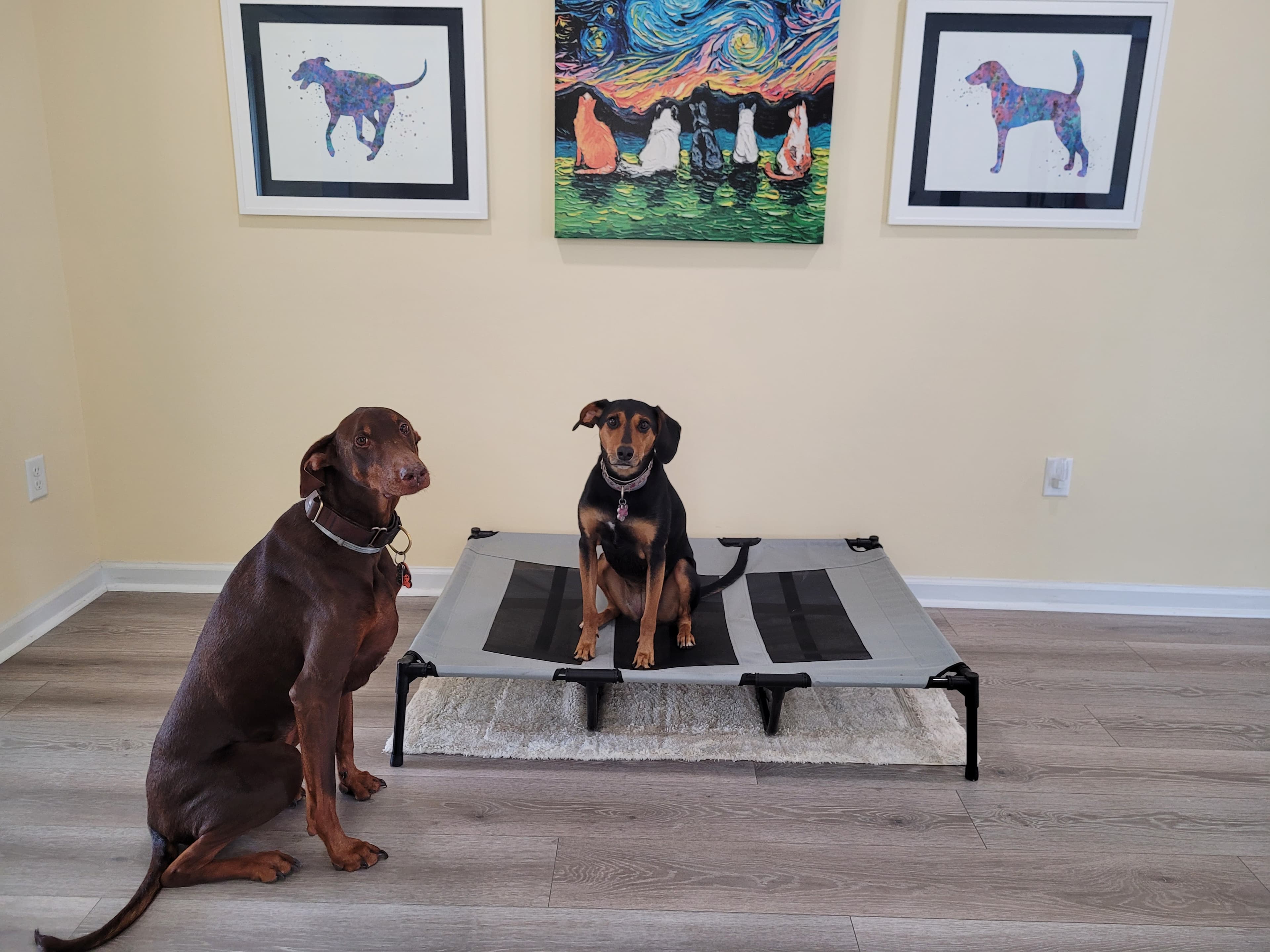 Extra large raised dog bed