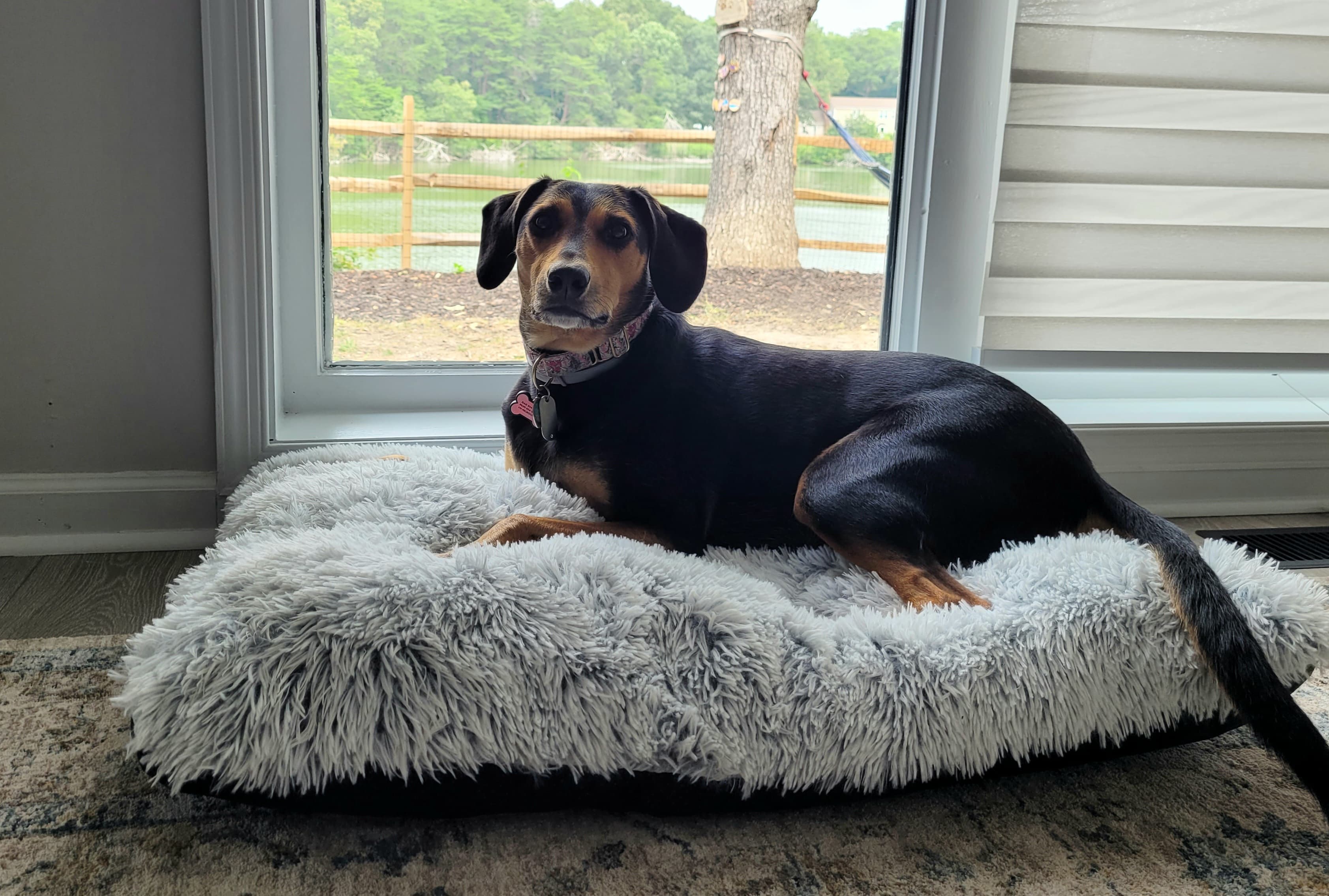 Dog bed in primary bedroom 
