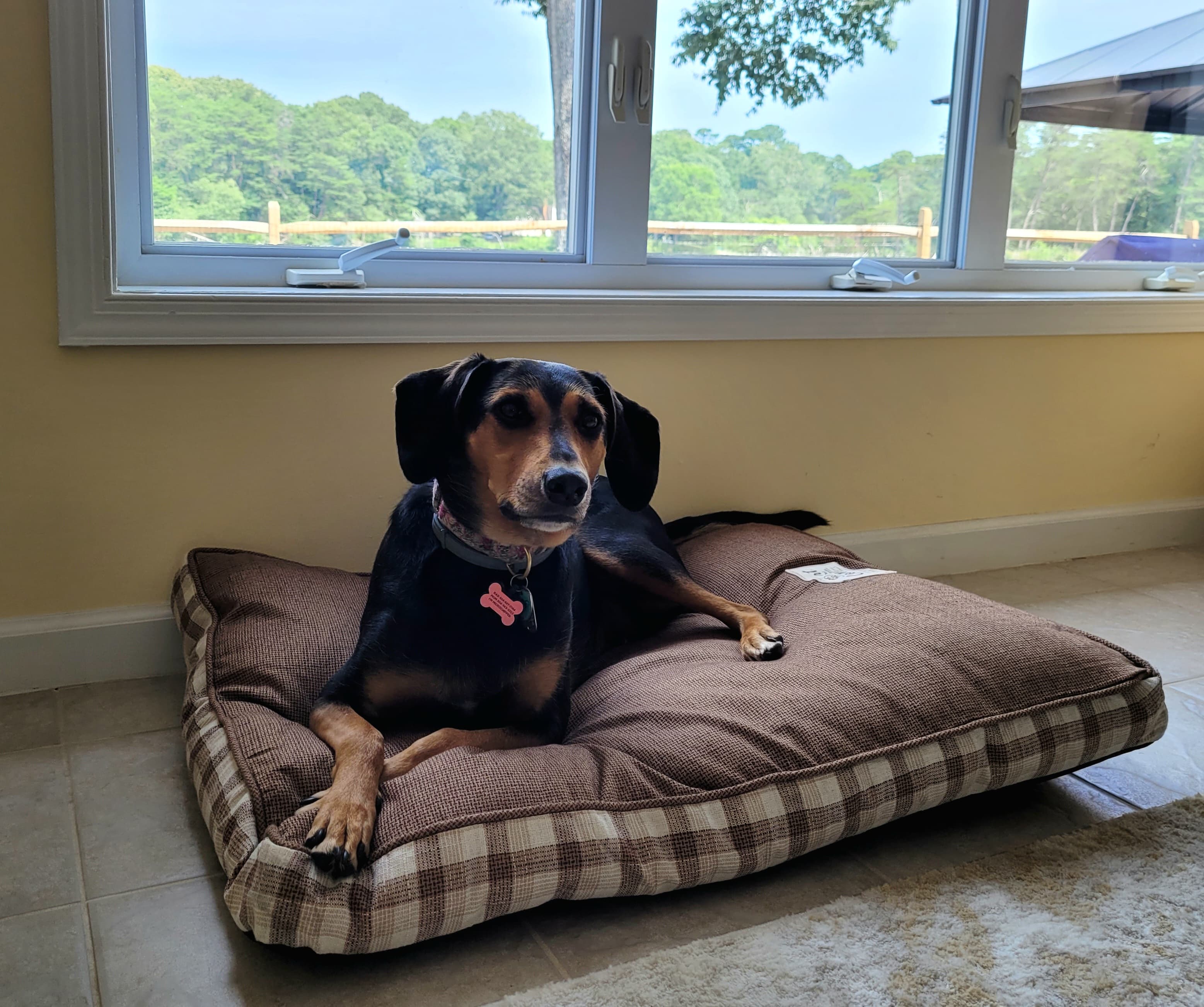 Dog bed in sunroom