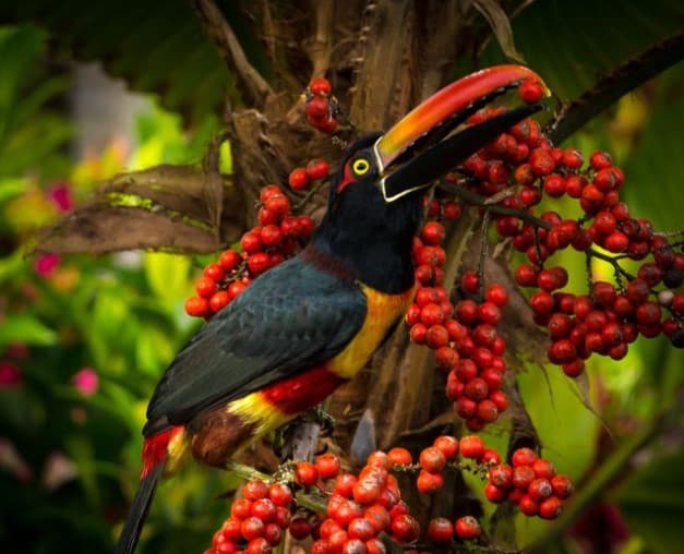 Casitas Del Rio is a bird watching paradise with over 300 different species of birds seen