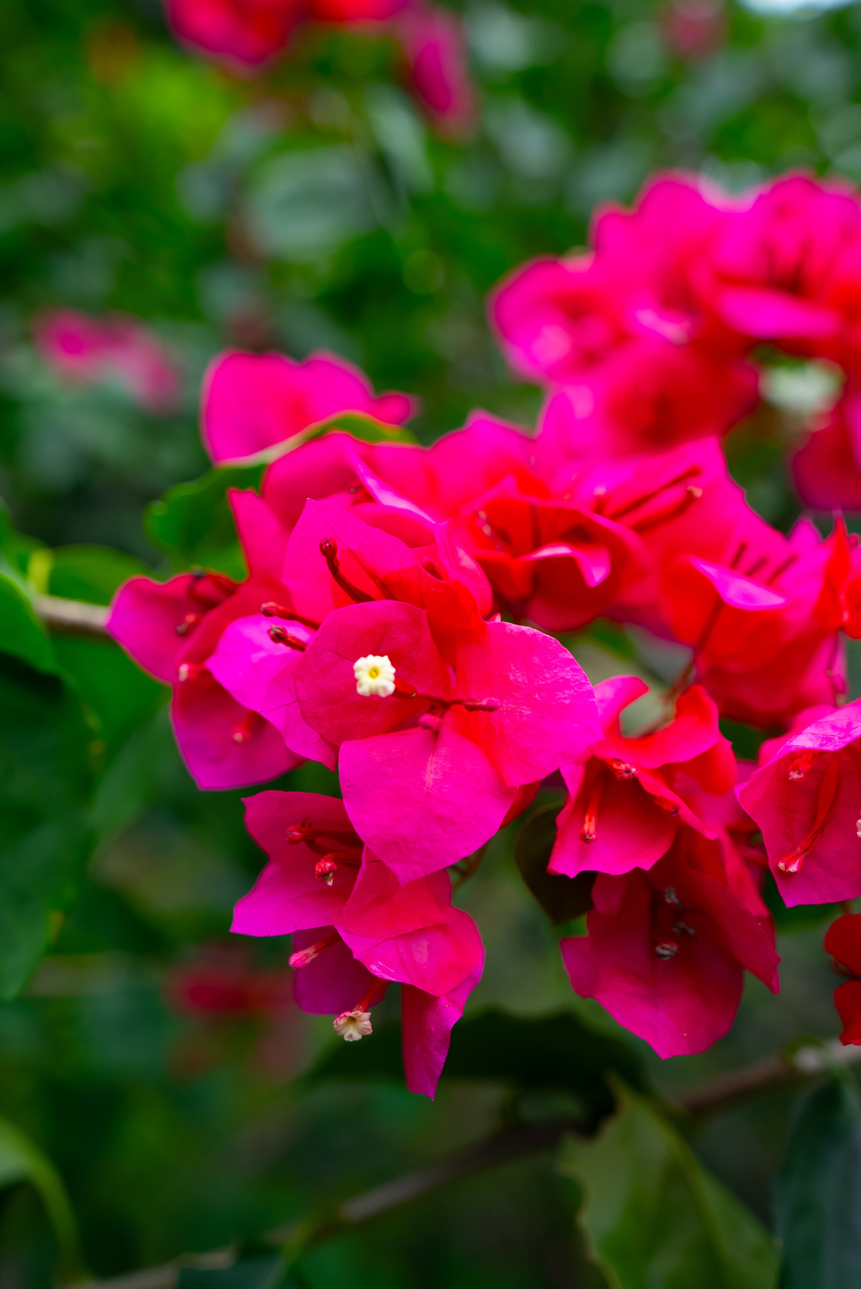 Boutique hotel with amazing gardens for nature lovers