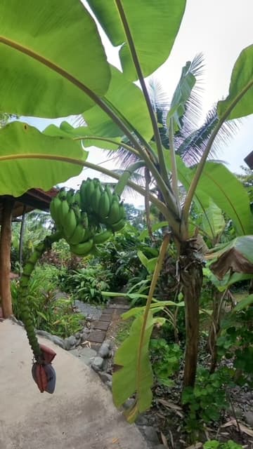 Uvita Hotels 5 vacation rental villas in a boutique hotel setting.  