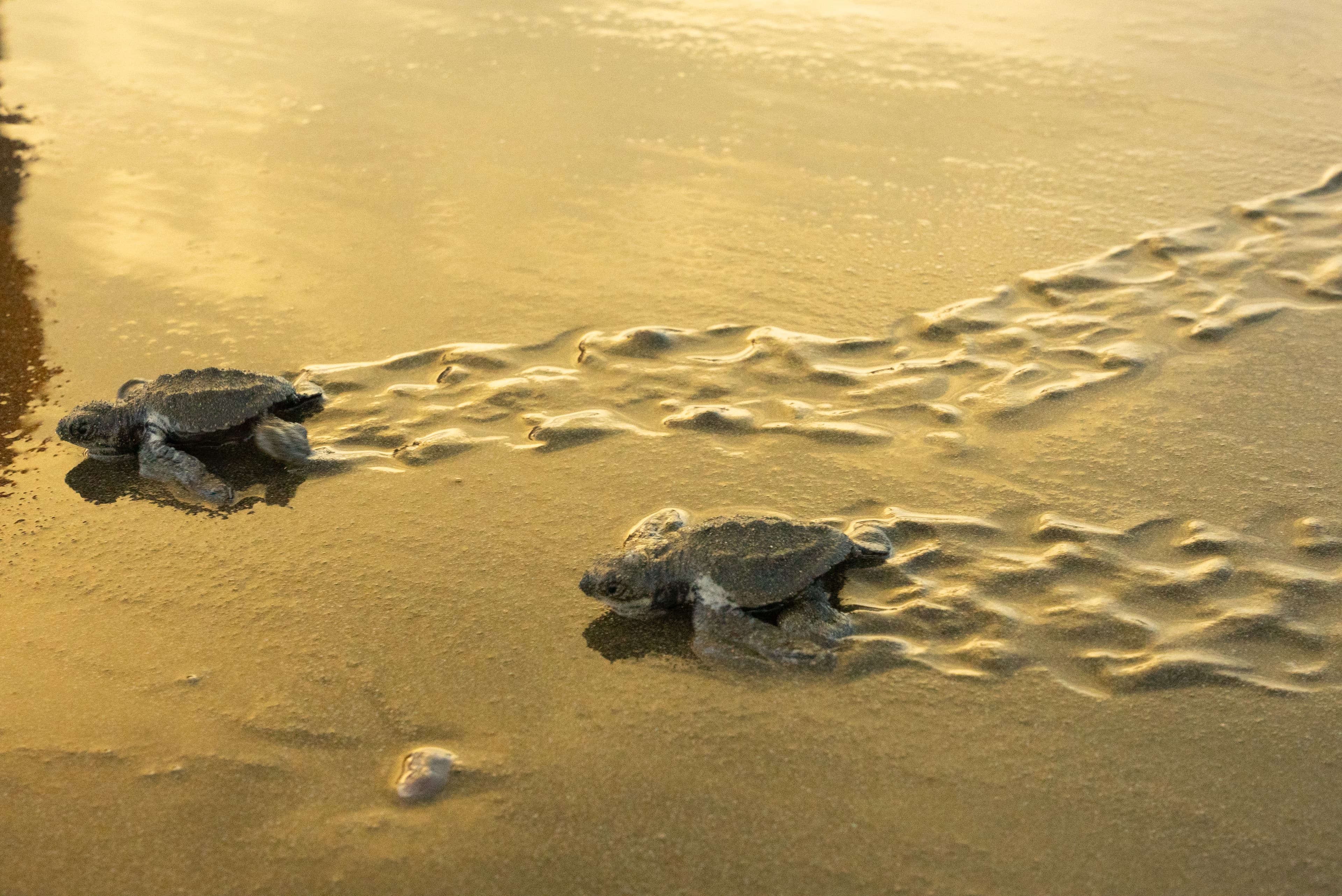 Playa Tortuga is only a few minutes away!