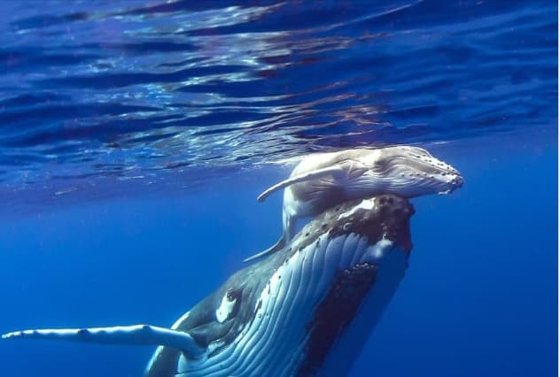 Whales, Dolphins, and Snorkeling tour amazing 6