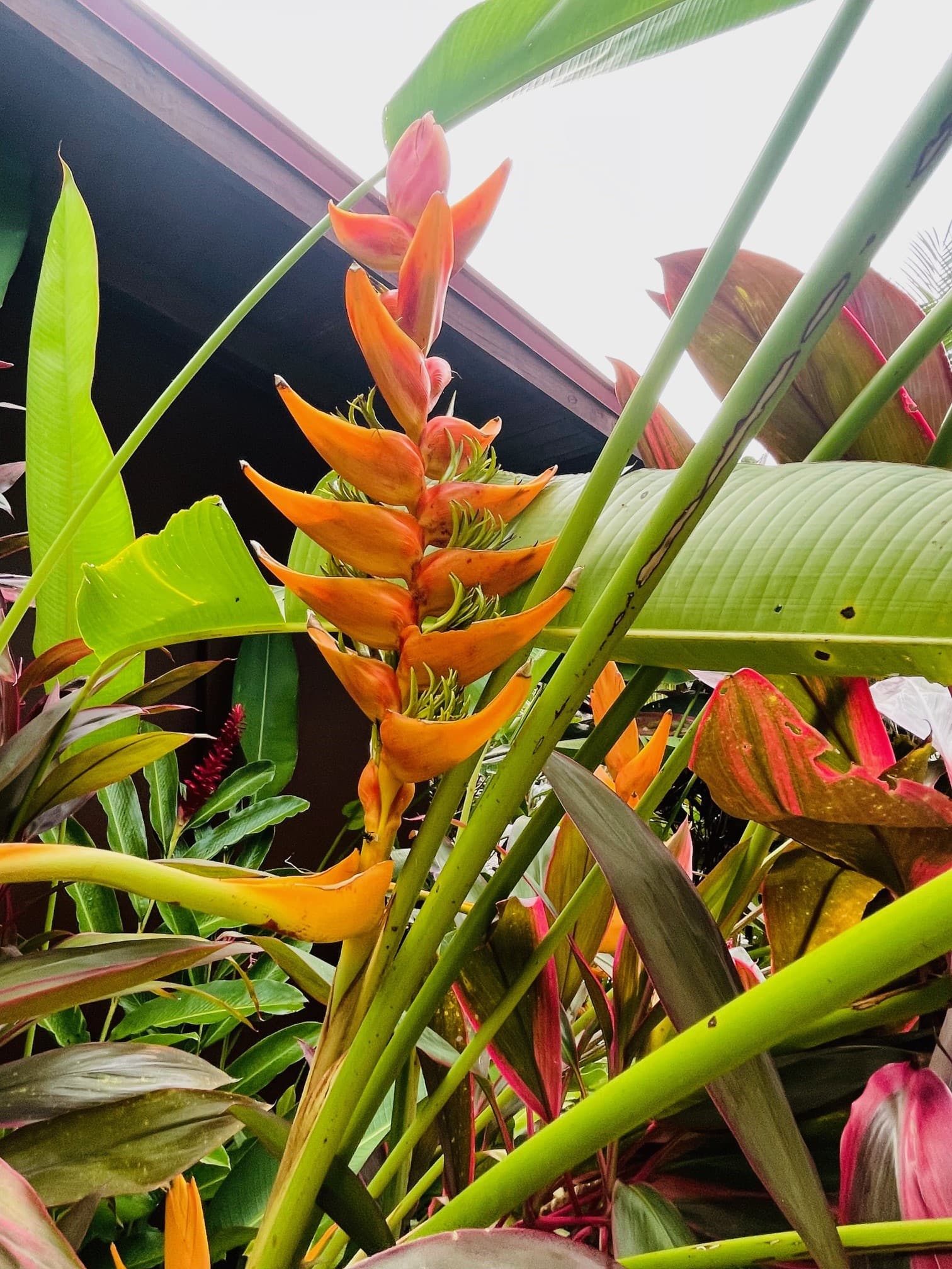 Amazing tropical gardens at Casitas Del Rio Riverfront Nature Lodge places to stay in Uvita