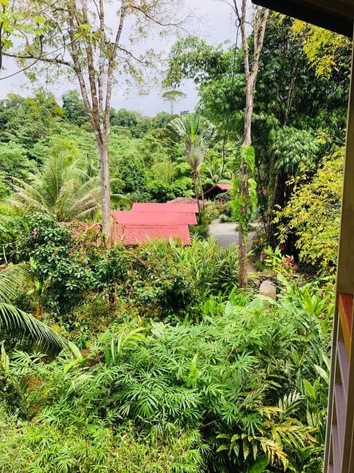 View from the canopy from Sloth Villa