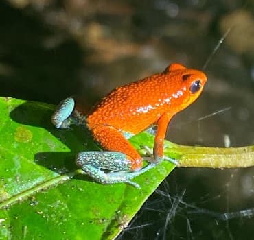 Poison Dart Frogs are colorful and safe just don’t eat them