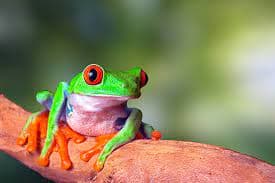 Tree frogs are everywhere at Casitas Del Rio Riverfront Nature Lodge