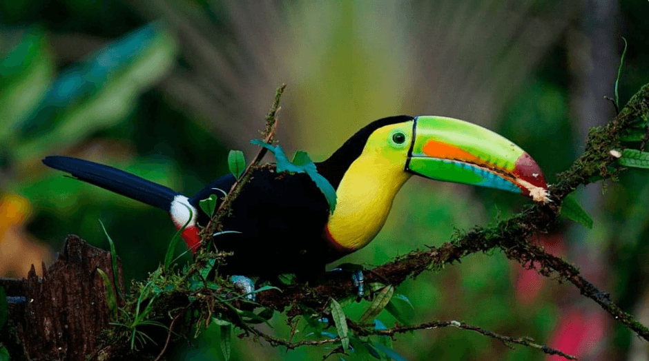 Toucans everywhere at Casitas Del Rio