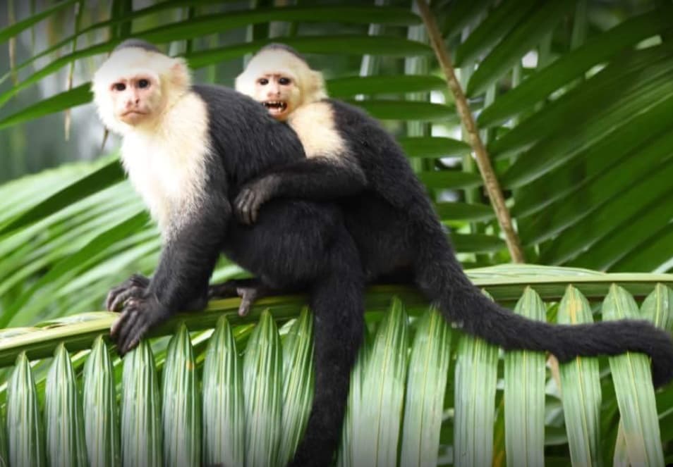 Monkeys are seen on the property often