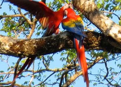 Our nature lodge is a birdwatching paradise