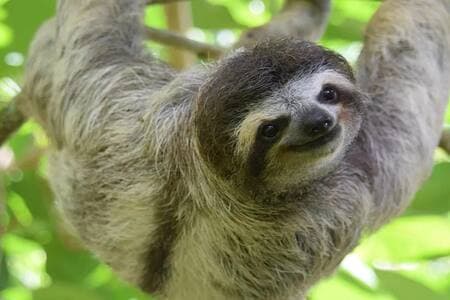 Our nature lodge is full of exotic Costa Rican Wildlife
