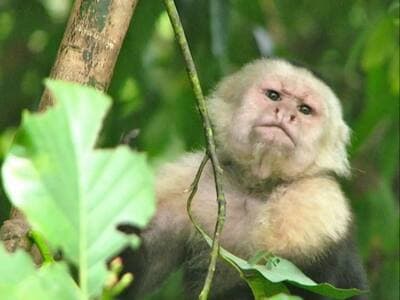 We often see monkeys at our boutique hotel