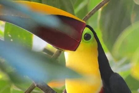 Toucans can be seen daily